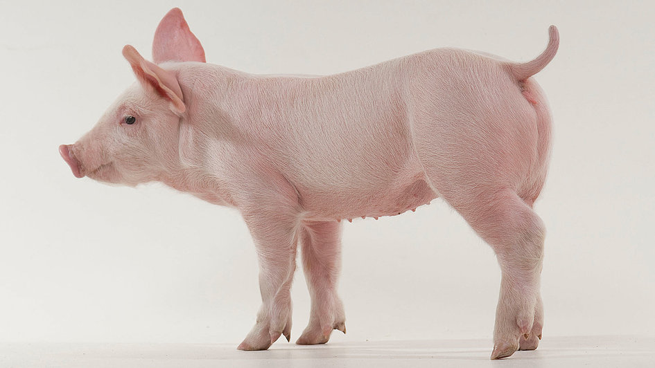 Successfully Eliminate Tail Biting in Pigs to Improve Herd Performance |  