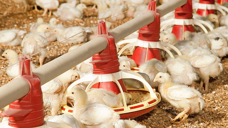 5 Tips to Successfully Manage Poultry House Ammonia Levels 