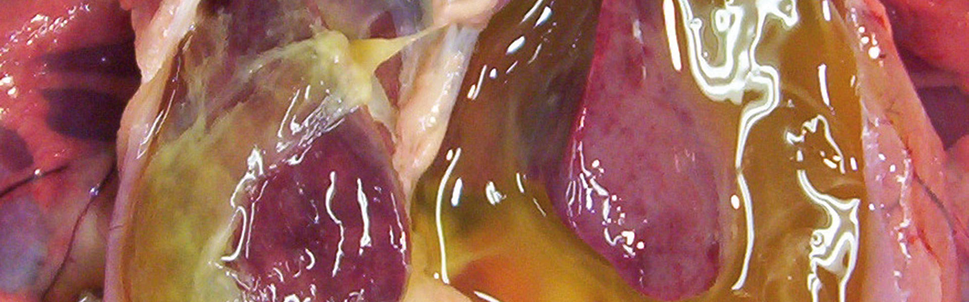 Sign of ascites in chickens: Opened abdominal cavity of an ascitic broiler chicken showing the abundance of ascitic fluid