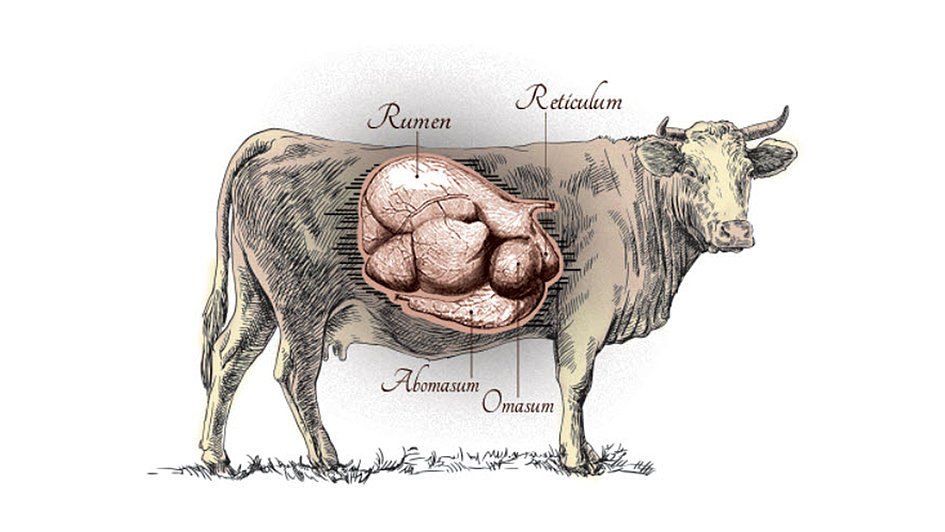 Looking Closer Into How the Rumen Works 