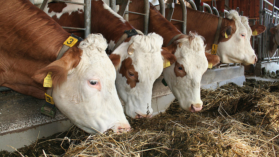 Use of essential oil feed additives in ruminant nutrition: Opportunities  and challenges 