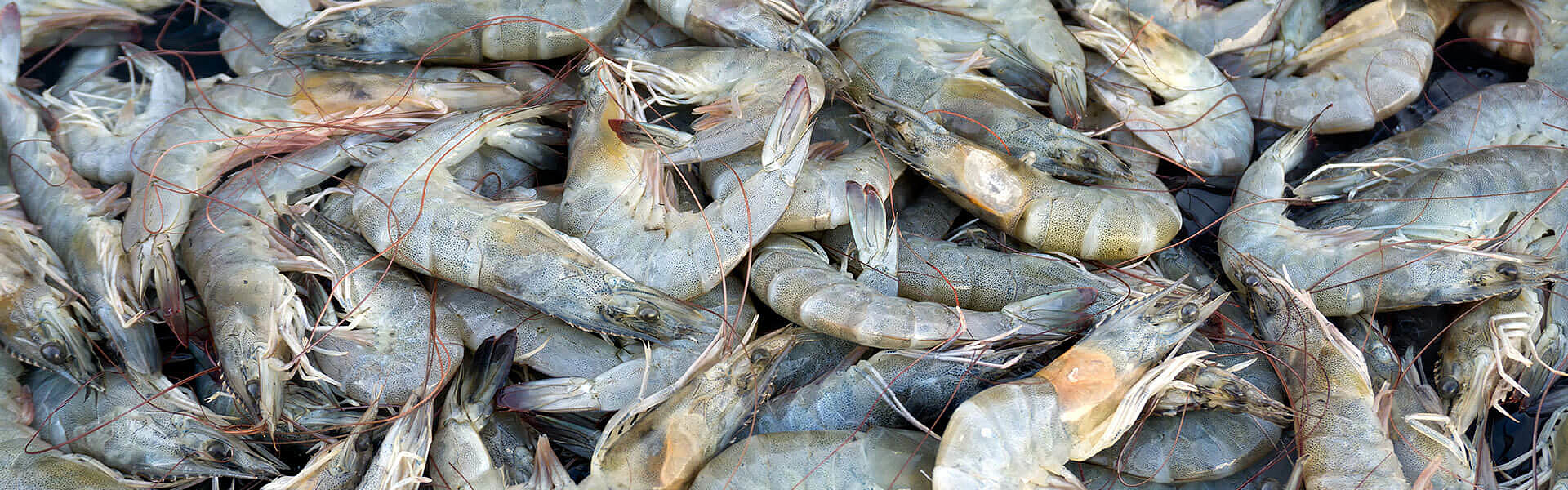 Shrimp diseases 