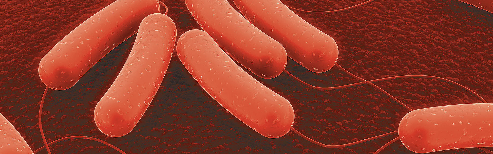 Escherichia coli (E. coli). bacteria