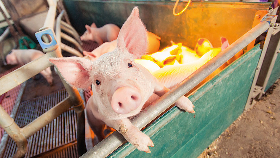 Nutritional and Management Challenges and Solutions in Antibiotic-Free  Swine Production 