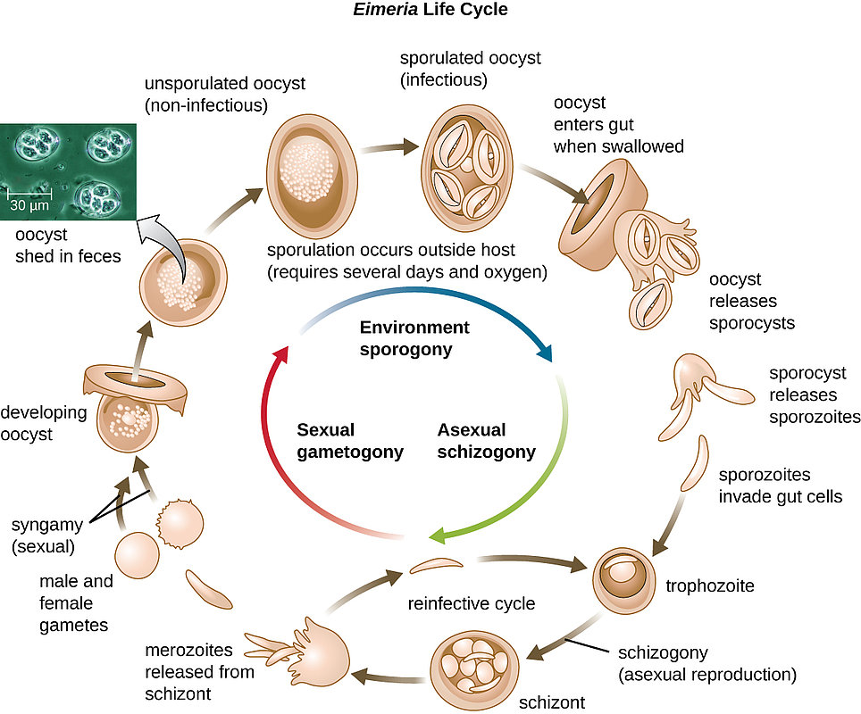 Coccidiosis in Chickens | biomin.net fungi like protists diagram 
