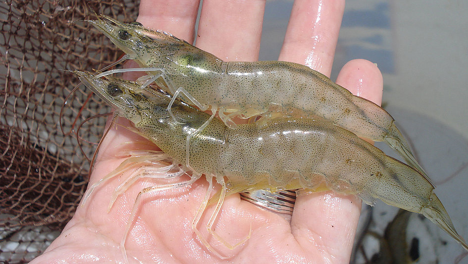 Sustainable Shrimp Farming: High Density, Biofloc-Dominated,  No-Water-Exchange Systems | biomin.net