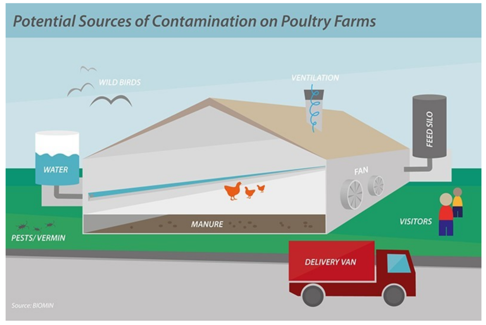 Poultry farm contamination