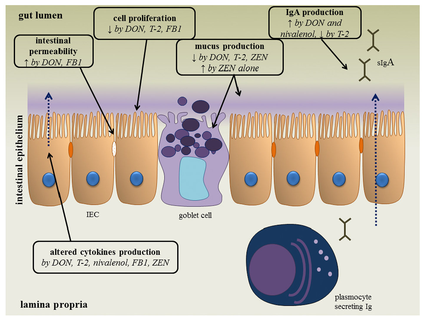 Figure 2. The effect of DON, nivalenol, fumonisin B1 (FB1), T-2 toxin and zearalenone (ZEN) on the intestinal epithelium. 